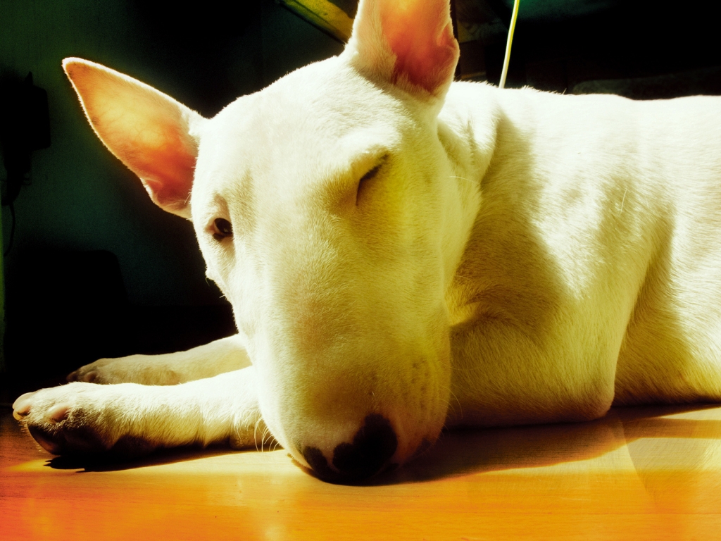 Cute Bull Terrier for 1024 x 768 resolution