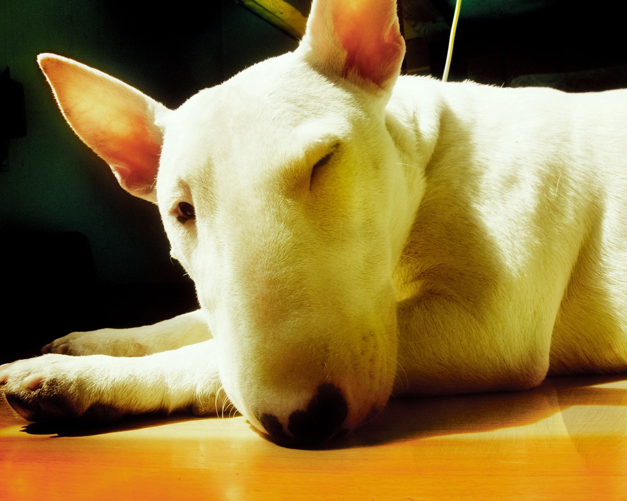 Cute Bull Terrier for 1280 x 1024 resolution