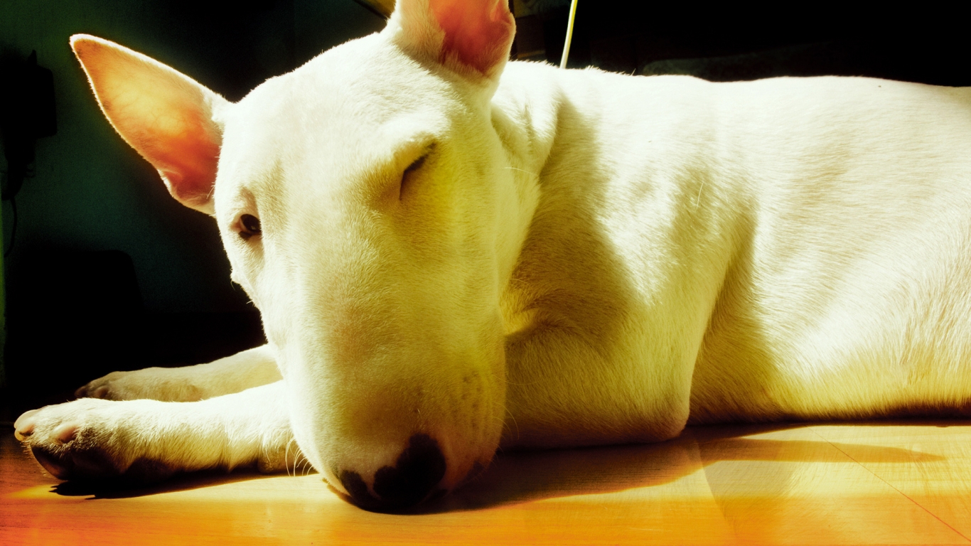Cute Bull Terrier for 1366 x 768 HDTV resolution