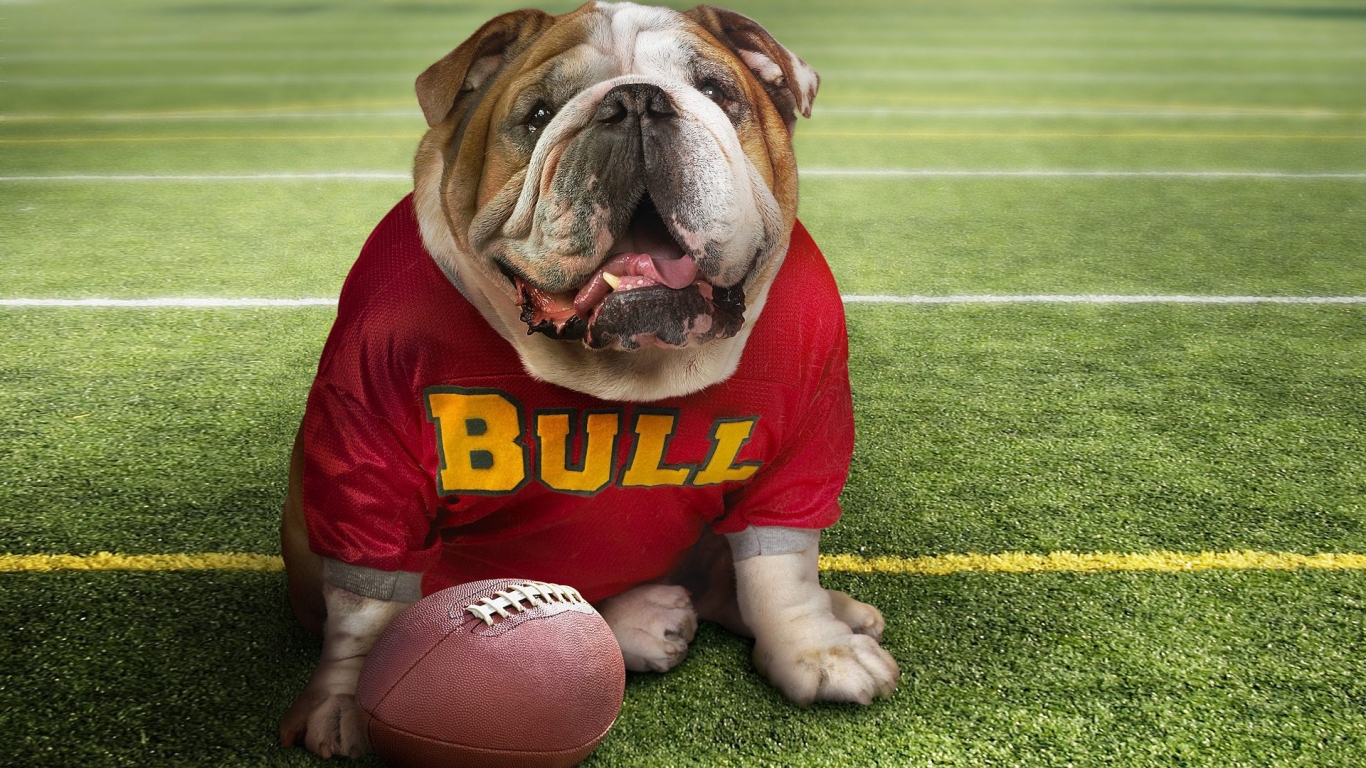 Cute Bulldog for 1366 x 768 HDTV resolution