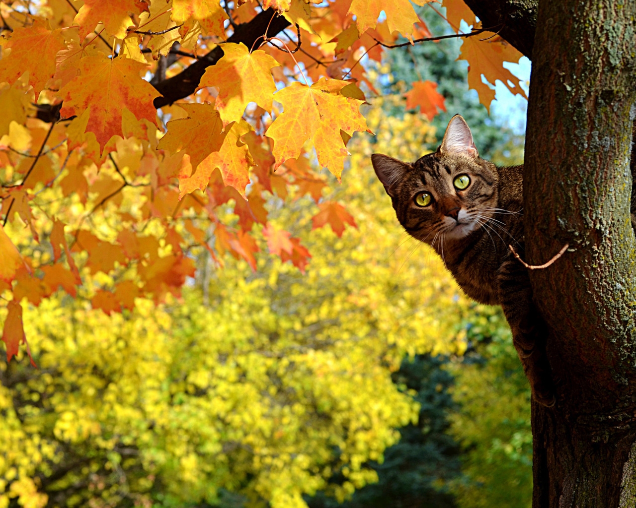 Cute Curious Cat for 1280 x 1024 resolution