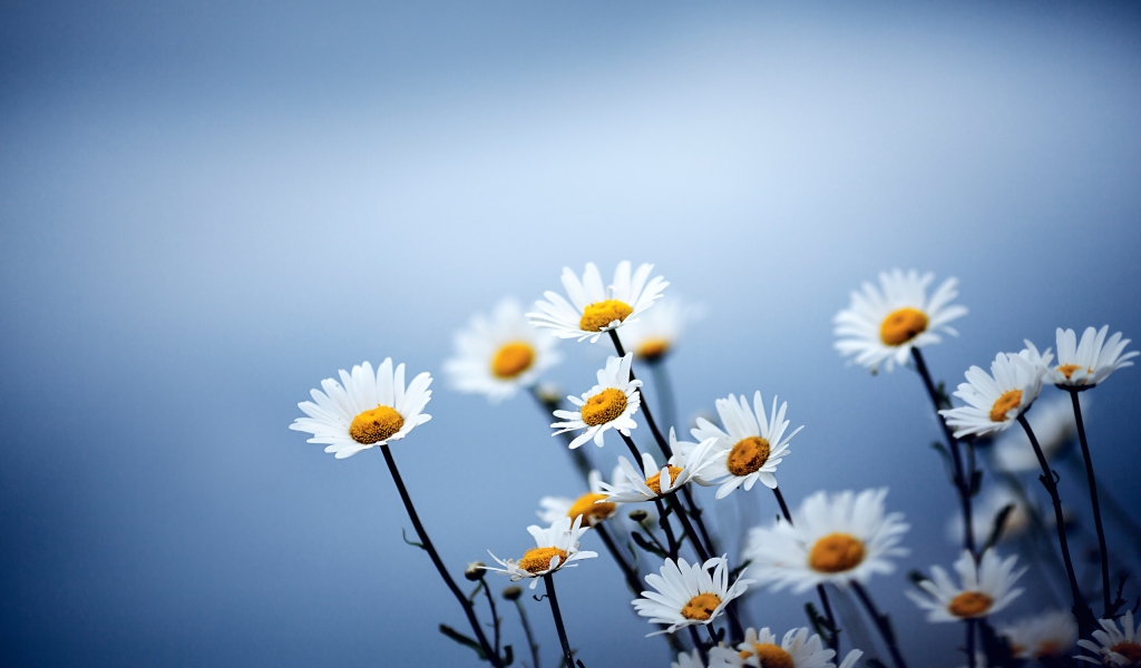 Cute Daises Flowers for 1024 x 600 widescreen resolution