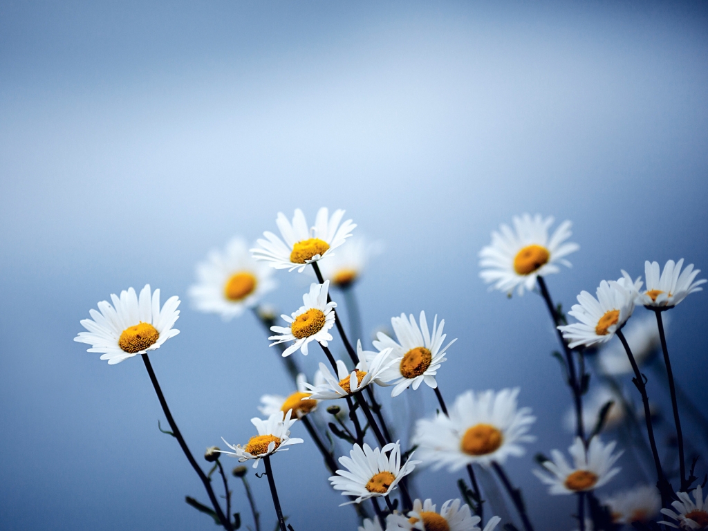 Cute Daises Flowers for 1024 x 768 resolution