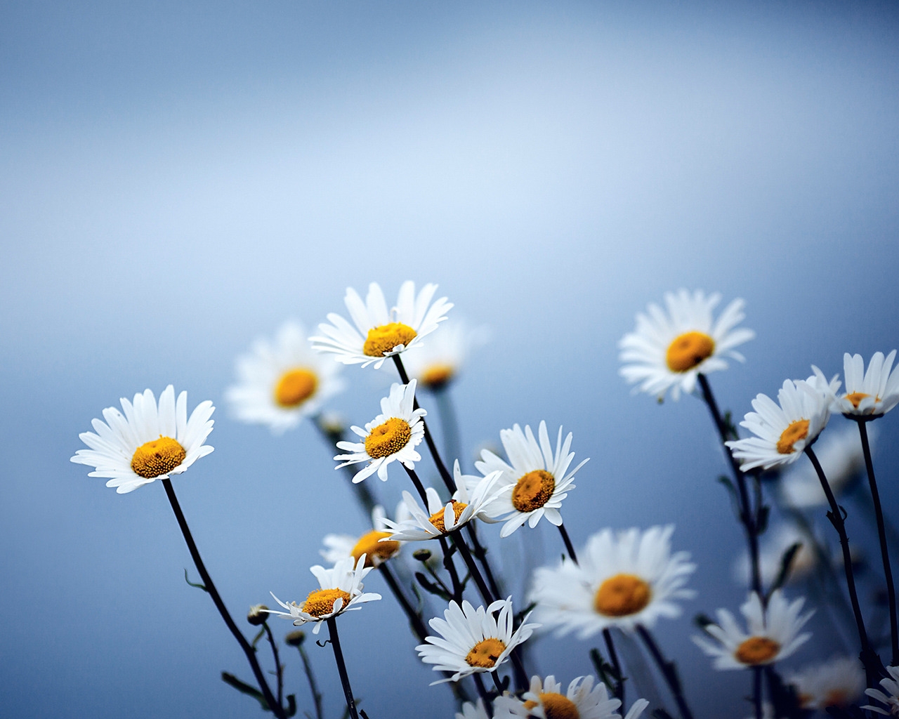 Cute Daises Flowers for 1280 x 1024 resolution