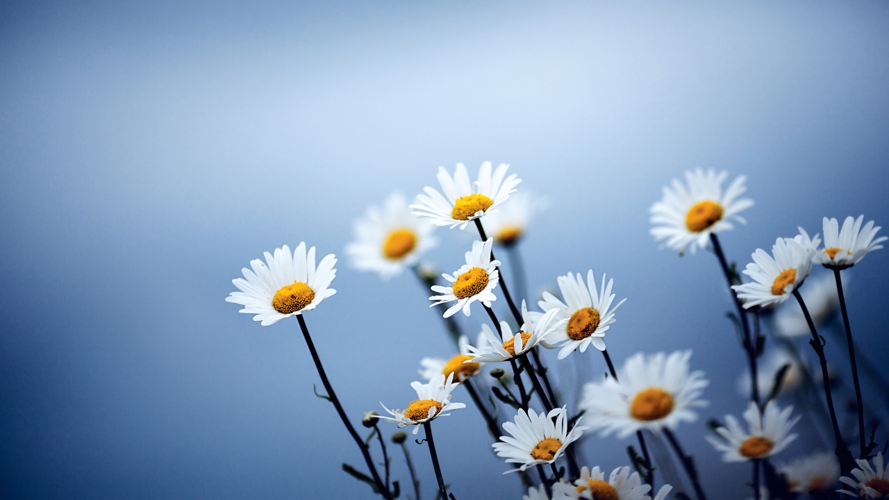 Cute Daises Flowers for 1280 x 720 HDTV 720p resolution