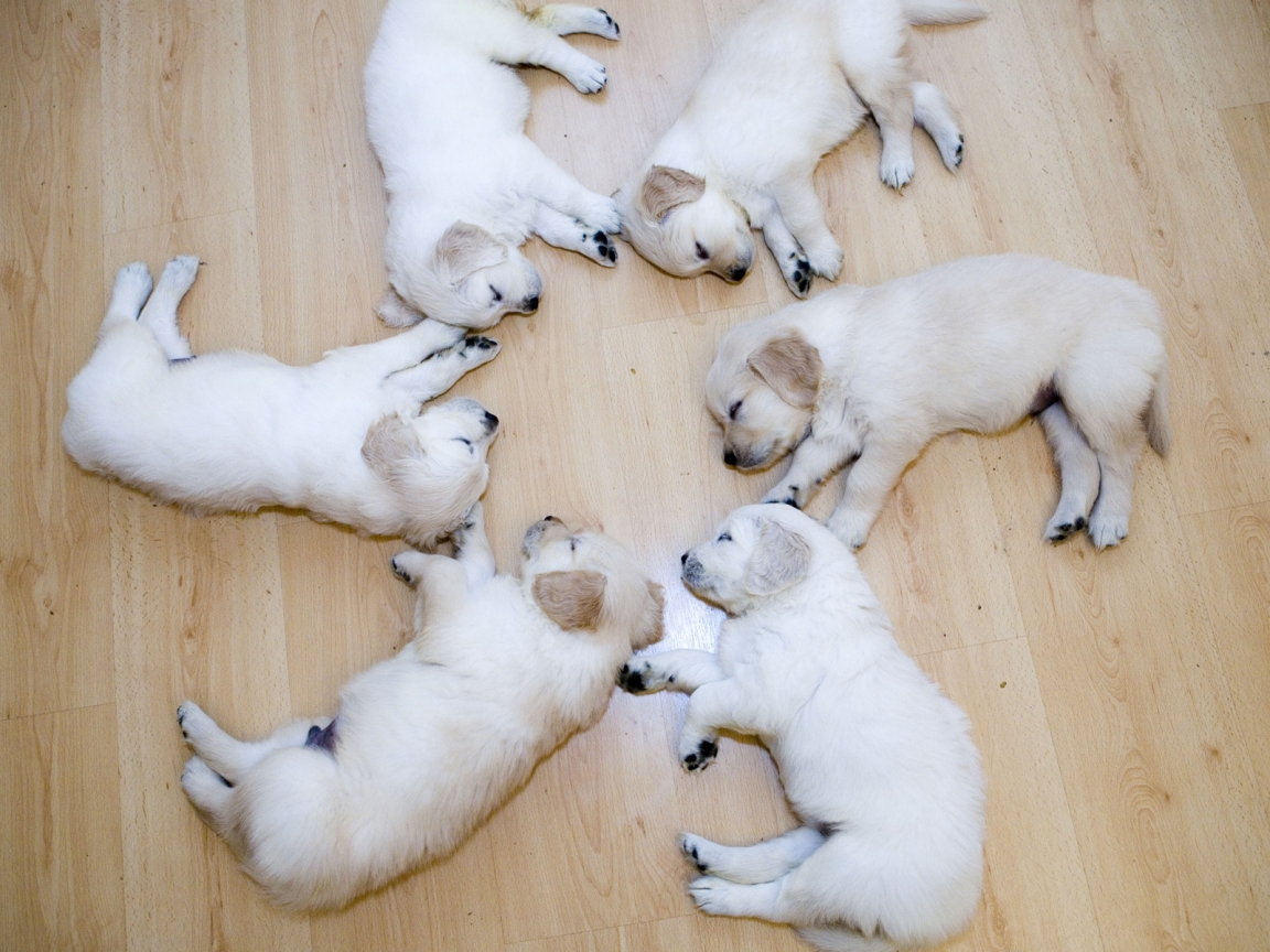 Cute Dog Puppies for 1152 x 864 resolution