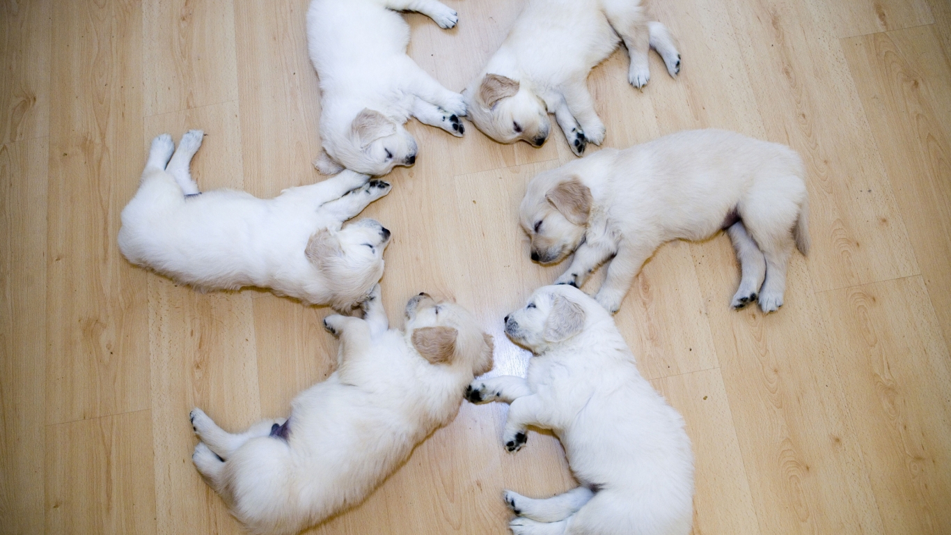 Cute Dog Puppies for 1366 x 768 HDTV resolution