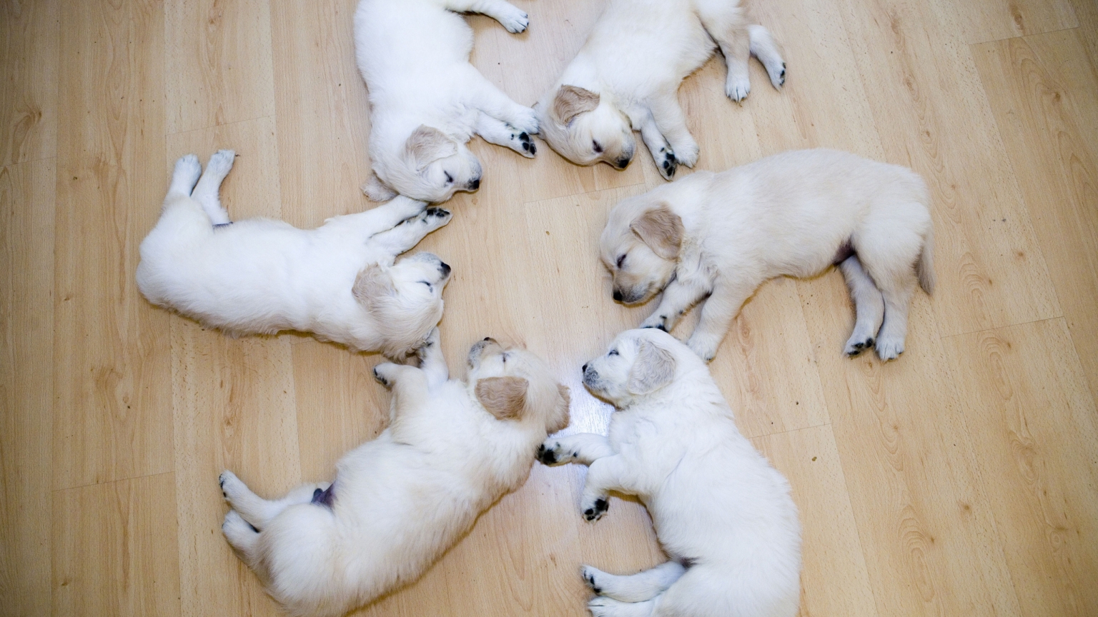 Cute Dog Puppies for 1536 x 864 HDTV resolution
