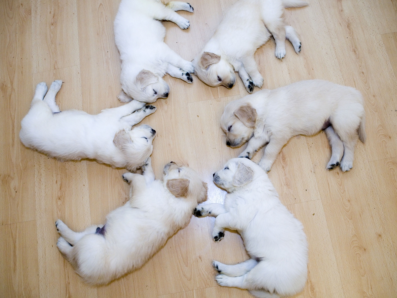 Cute Dog Puppies for 1600 x 1200 resolution