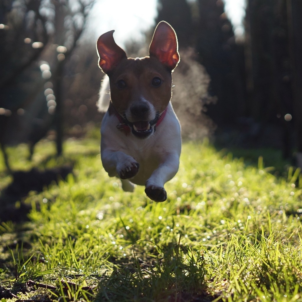Cute Dog Running for 1024 x 1024 iPad resolution