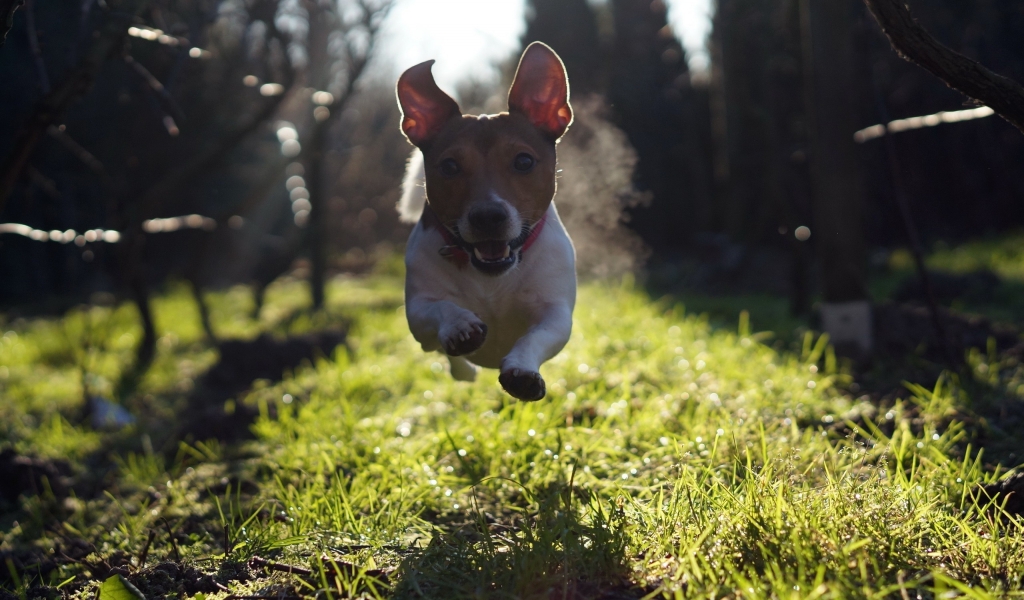 Cute Dog Running for 1024 x 600 widescreen resolution