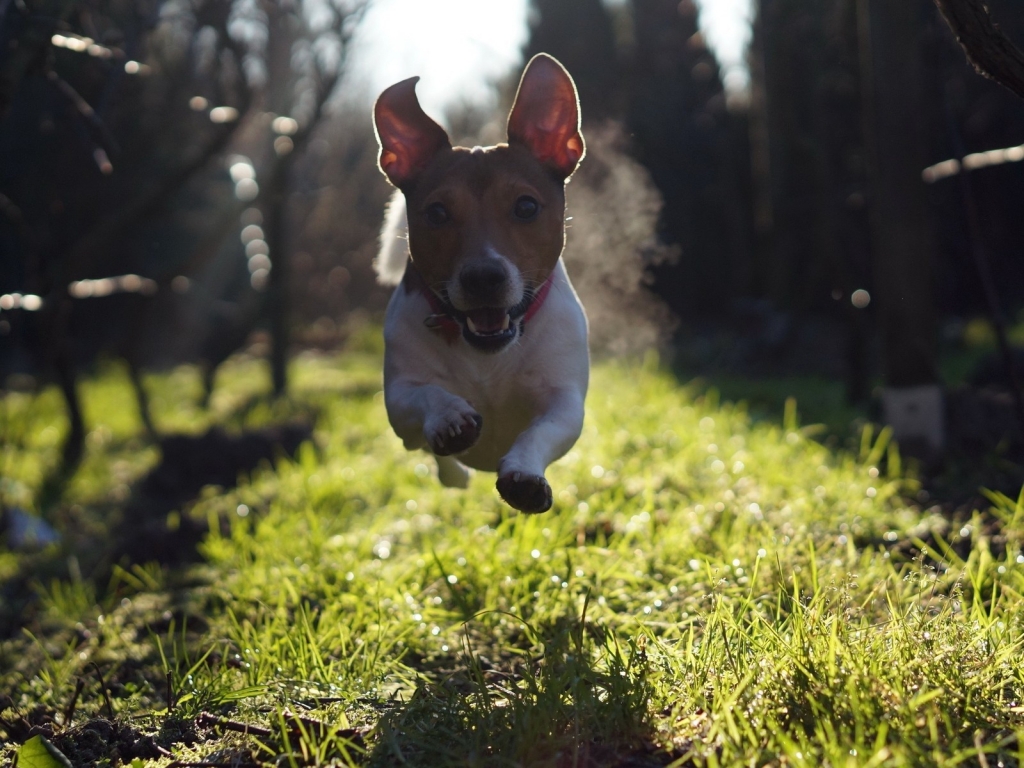 Cute Dog Running for 1024 x 768 resolution