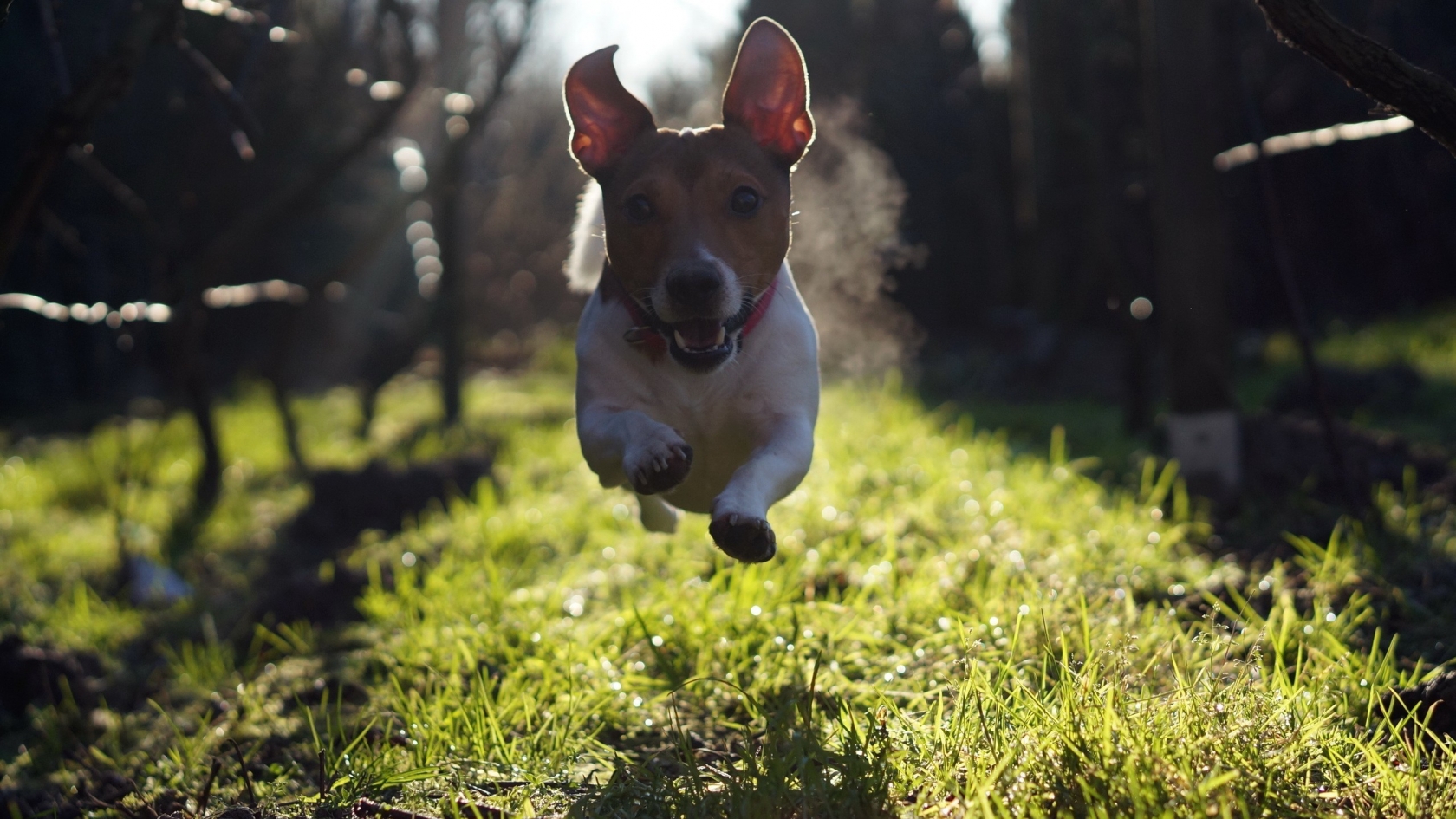 Cute Dog Running for 1680 x 945 HDTV resolution
