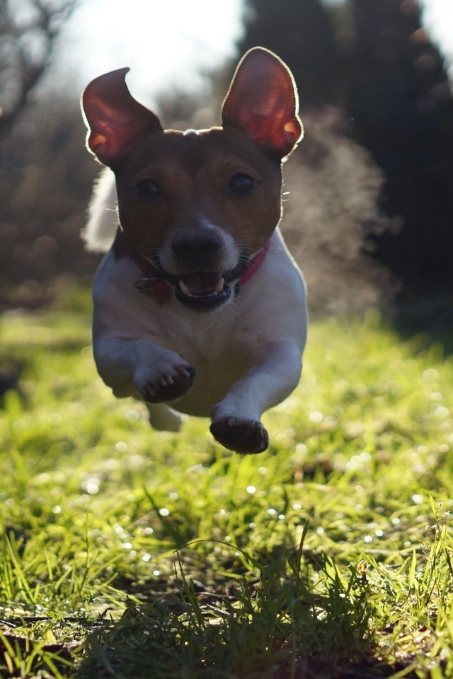 Cute Dog Running for 640 x 960 iPhone 4 resolution