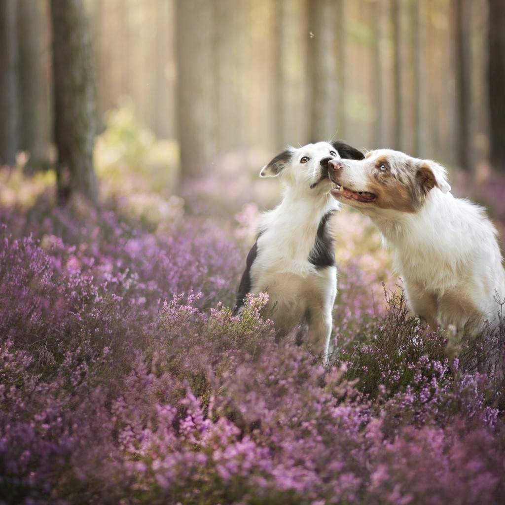 Cute Dogs Playing for 1024 x 1024 iPad resolution
