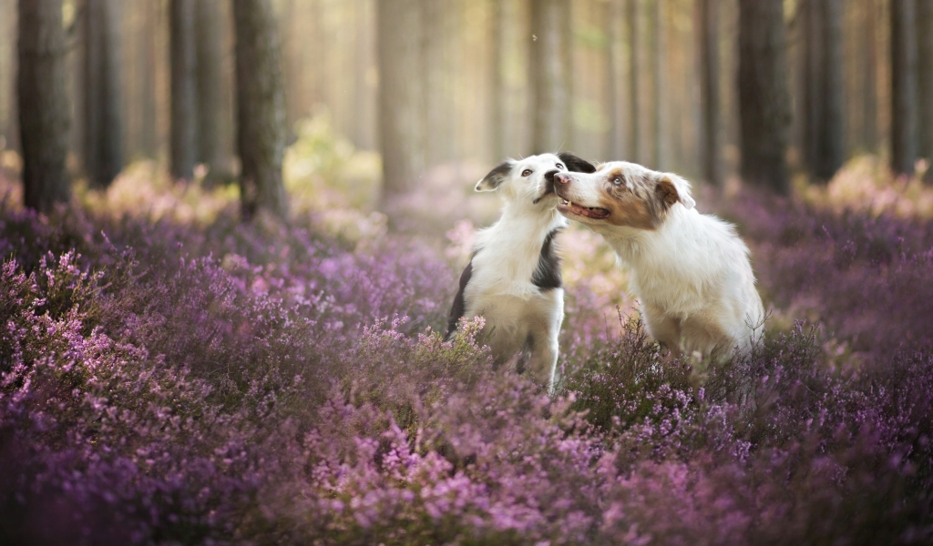Cute Dogs Playing for 1024 x 600 widescreen resolution