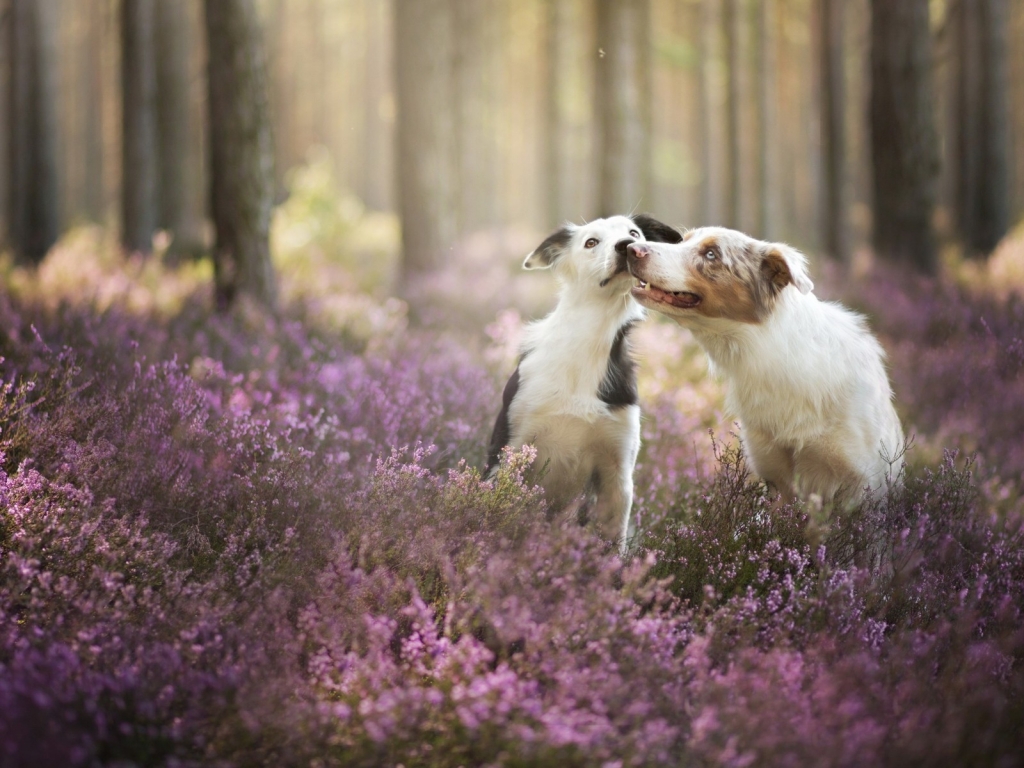 Cute Dogs Playing for 1024 x 768 resolution