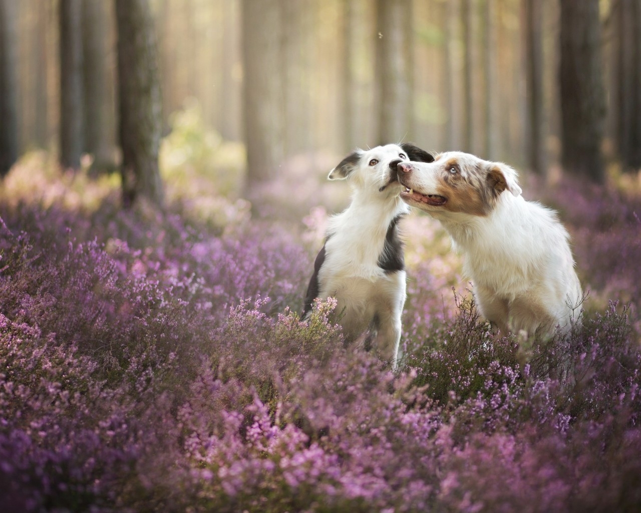 Cute Dogs Playing for 1280 x 1024 resolution