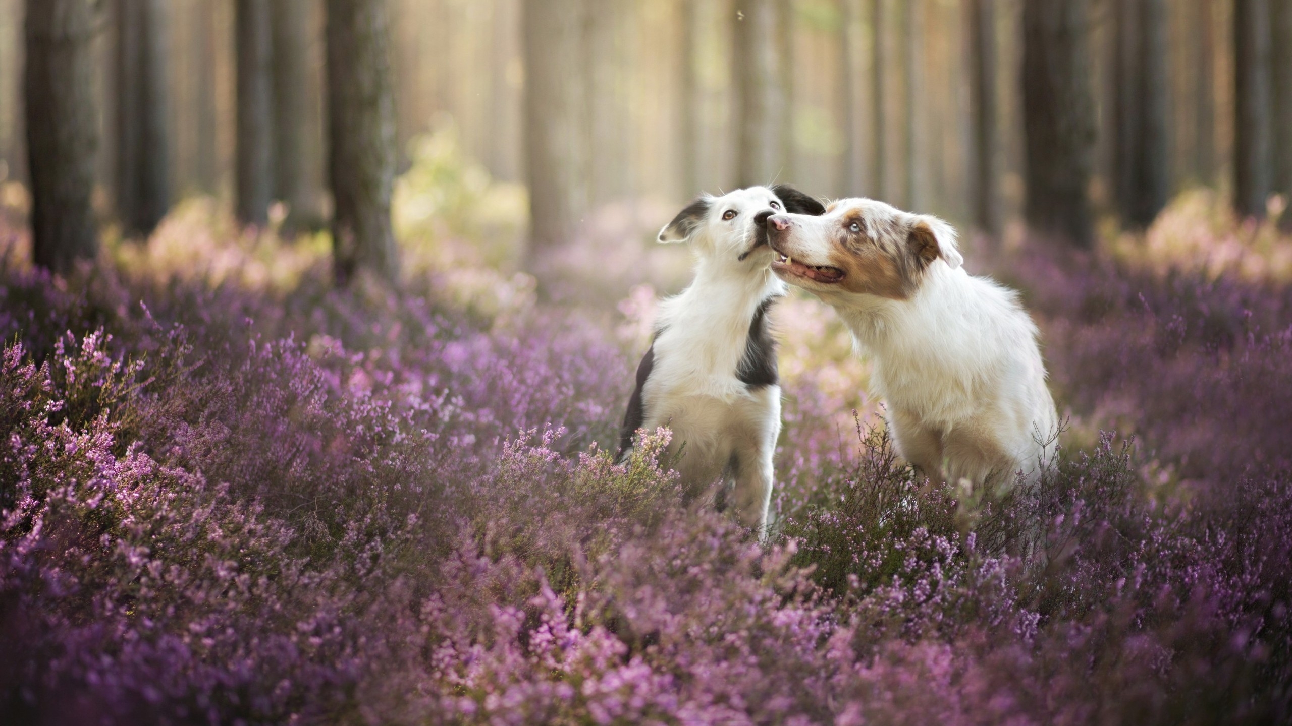 Cute Dogs Playing for 2560x1440 HDTV resolution