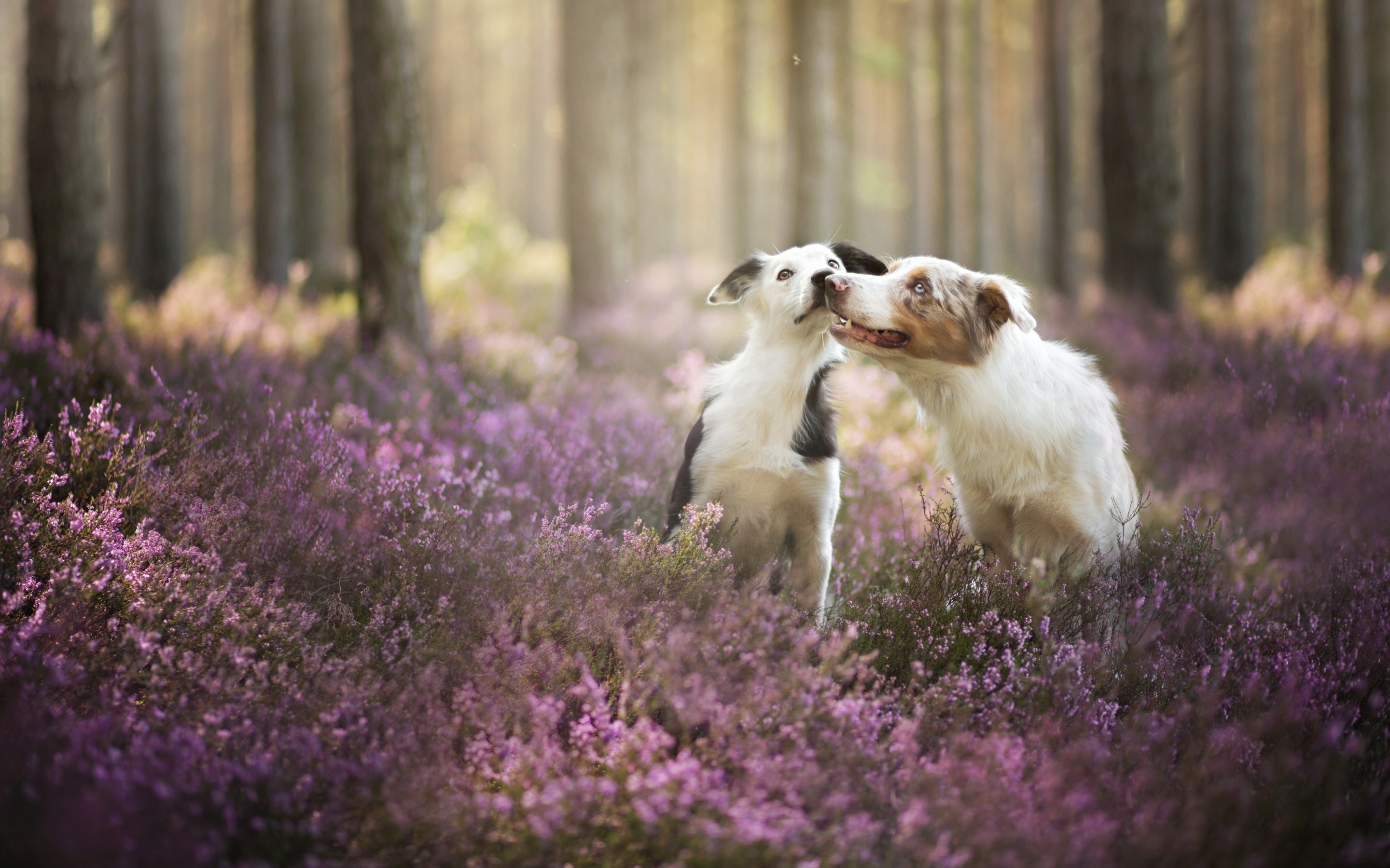 Cute Dogs Playing for 2880 x 1800 Retina Display resolution