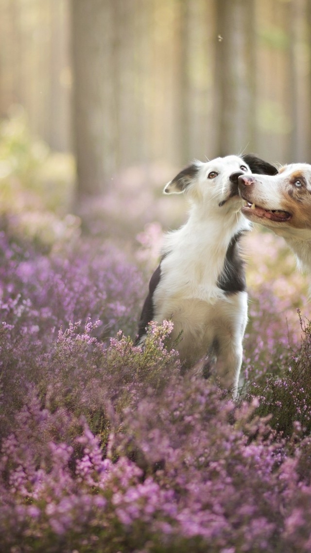 Cute Dogs Playing for 640 x 1136 iPhone 5 resolution