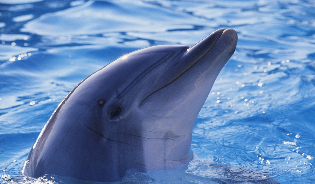 Cute Dolphin for 1024 x 600 widescreen resolution