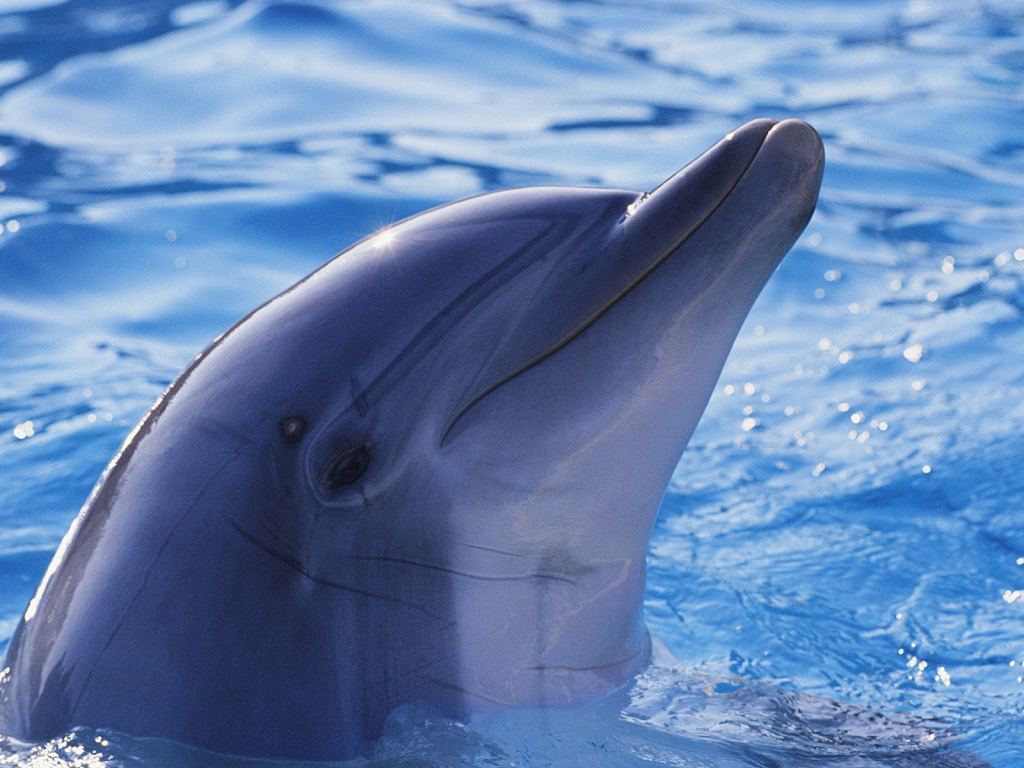 Cute Dolphin for 1024 x 768 resolution