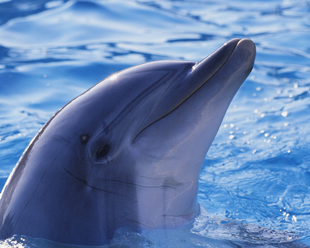 Cute Dolphin for 1280 x 1024 resolution