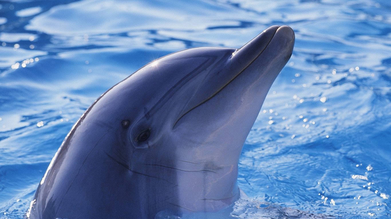 Cute Dolphin for 1366 x 768 HDTV resolution
