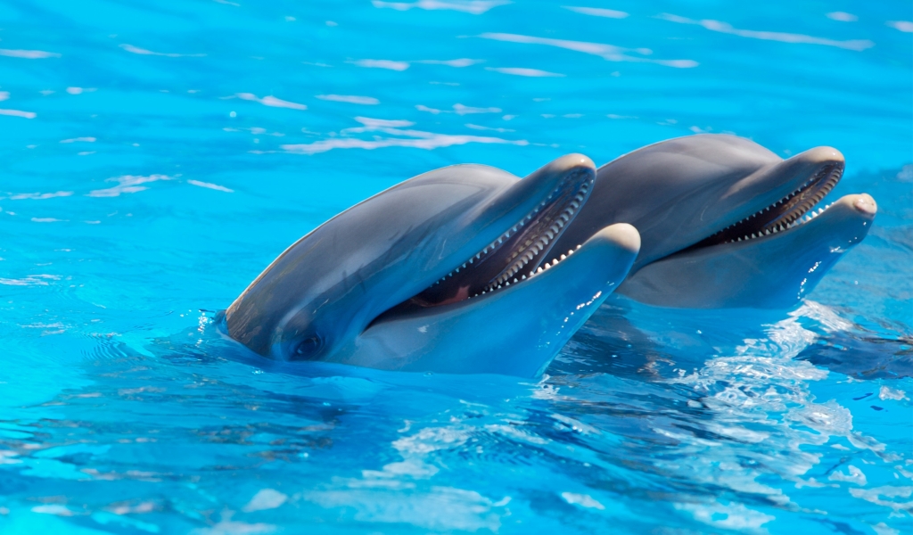 Cute Dolphins for 1024 x 600 widescreen resolution