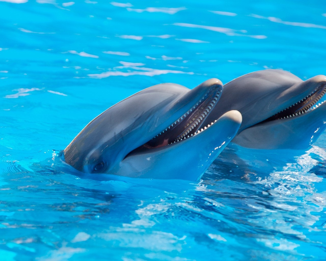 Cute Dolphins for 1280 x 1024 resolution