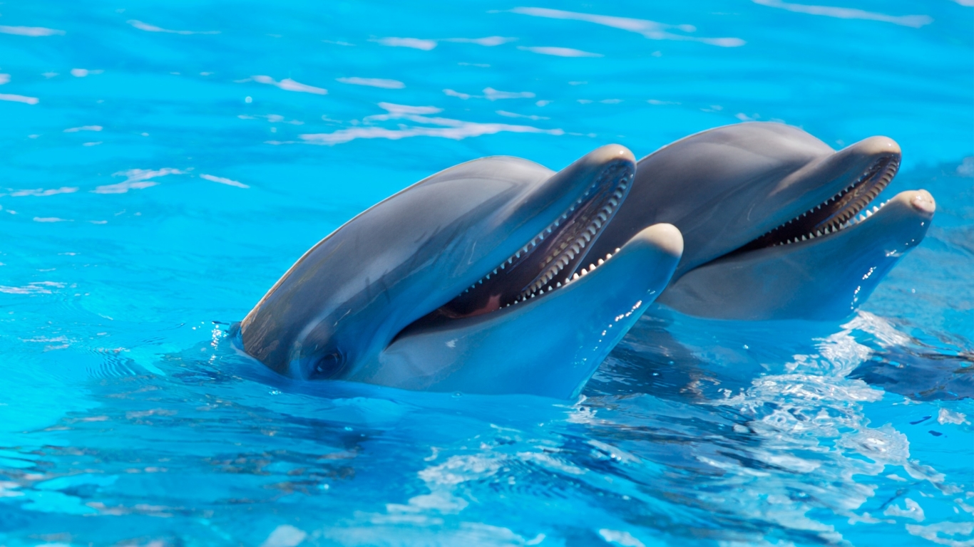 Cute Dolphins for 1366 x 768 HDTV resolution