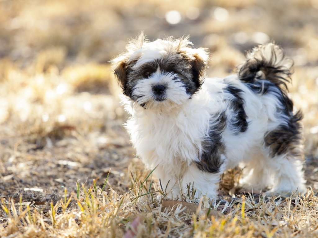 Cute Fluffy Dog for 1024 x 768 resolution