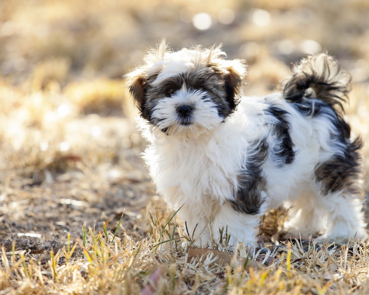 Cute Fluffy Dog for 1280 x 1024 resolution
