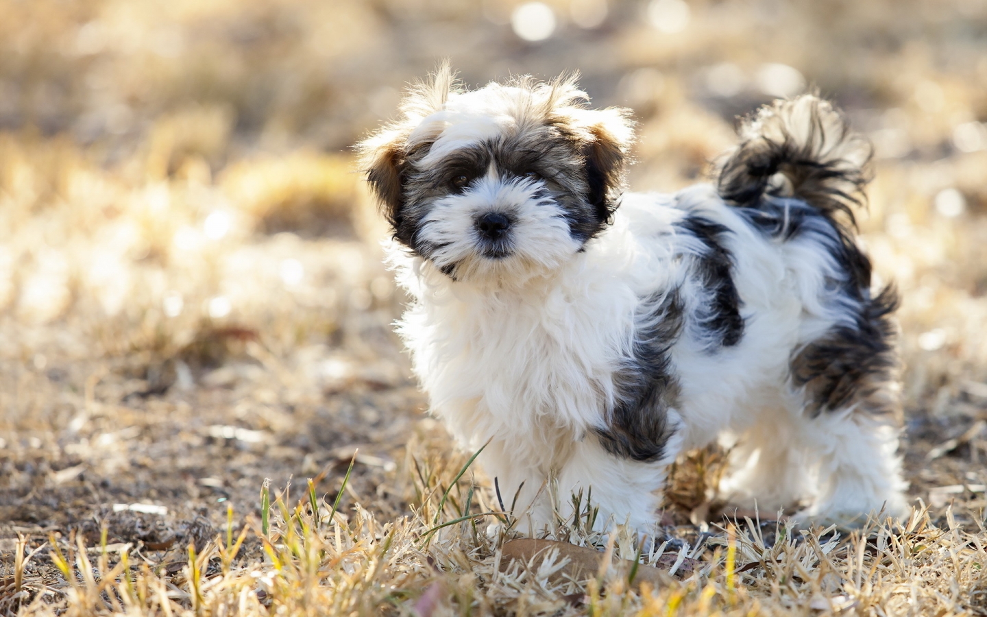 Cute Fluffy Dog for 1440 x 900 widescreen resolution