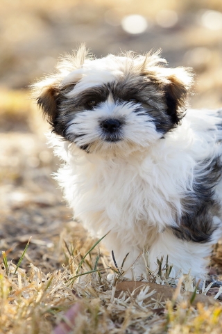 Cute Fluffy Dog for 320 x 480 iPhone resolution