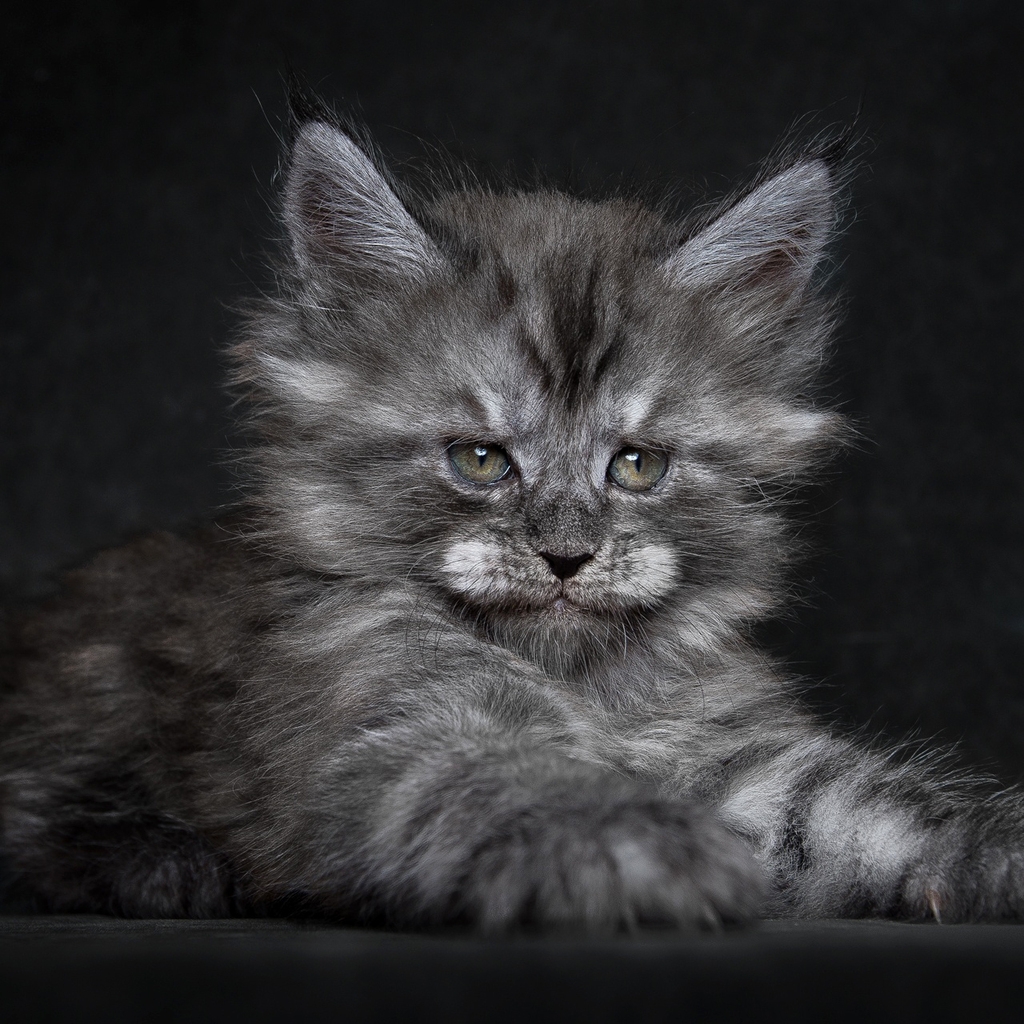 Cute Fluffy Kitten for 1024 x 1024 iPad resolution