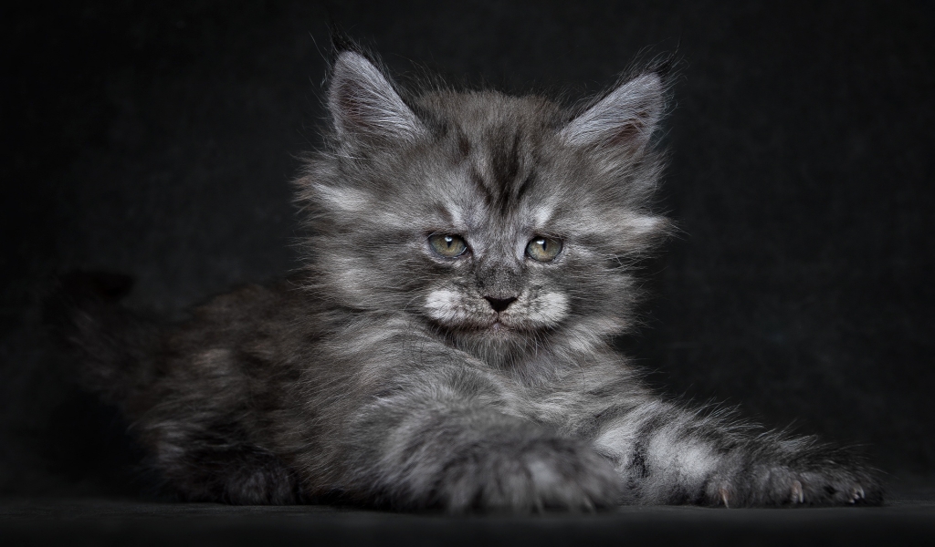 Cute Fluffy Kitten for 1024 x 600 widescreen resolution
