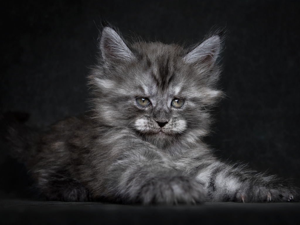 Cute Fluffy Kitten for 1024 x 768 resolution