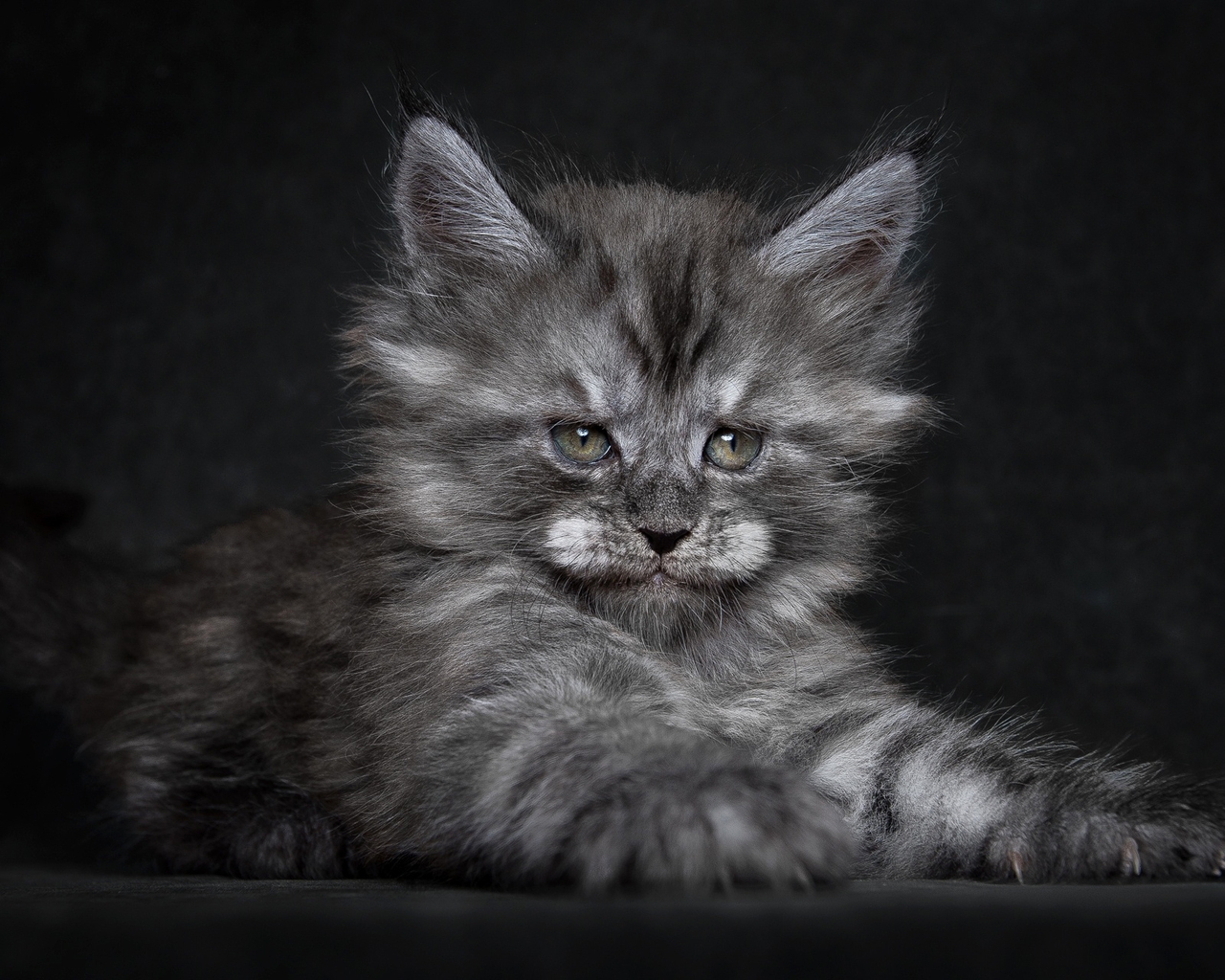 Cute Fluffy Kitten for 1280 x 1024 resolution