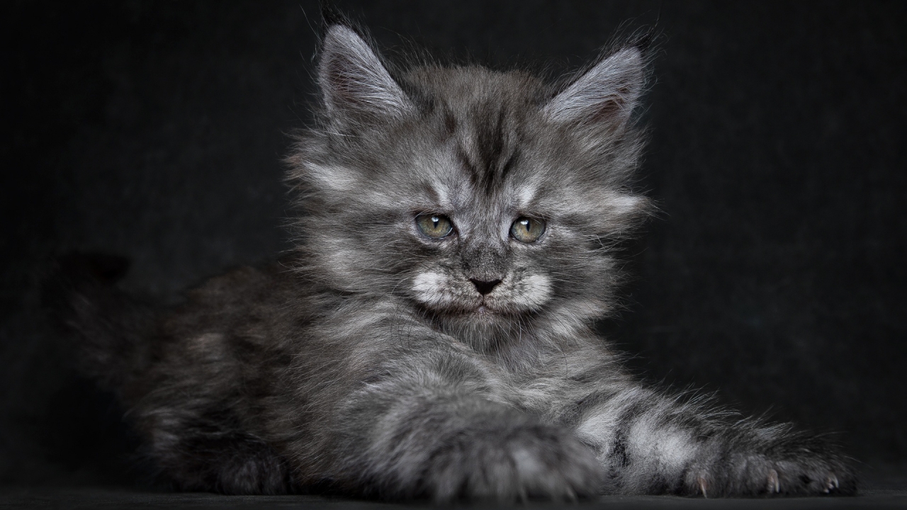 Cute Fluffy Kitten for 1280 x 720 HDTV 720p resolution