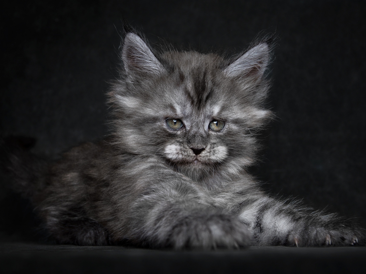 Cute Fluffy Kitten for 1280 x 960 resolution
