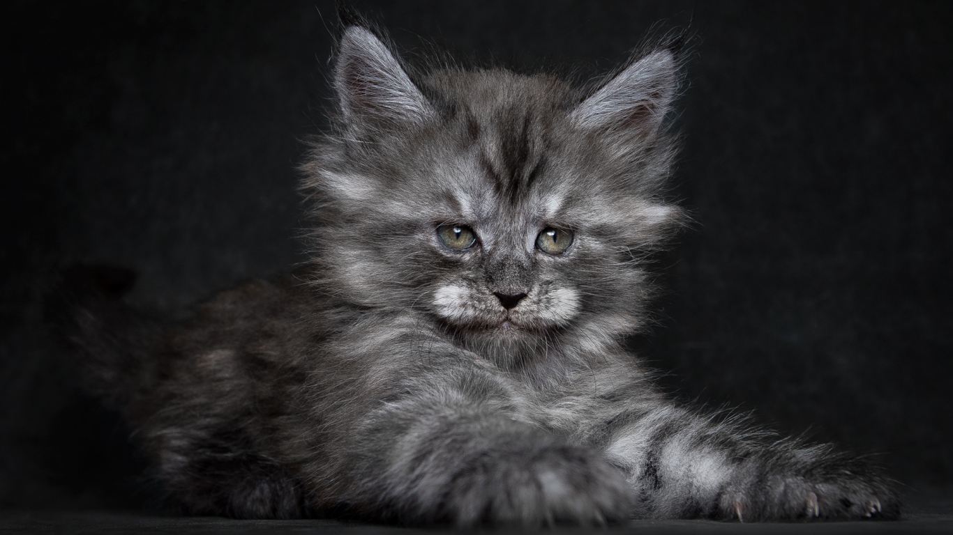 Cute Fluffy Kitten for 1366 x 768 HDTV resolution