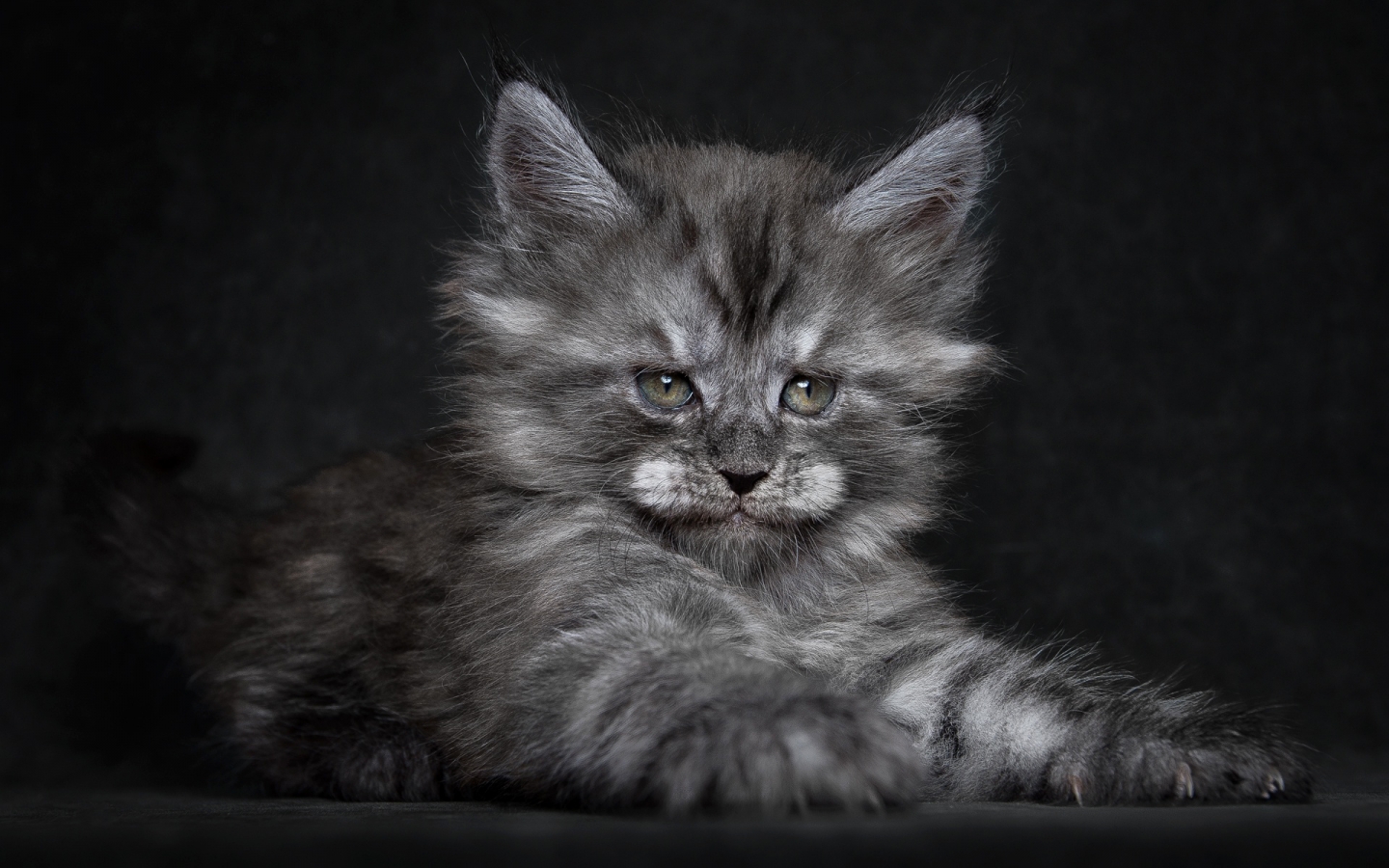 Cute Fluffy Kitten for 1440 x 900 widescreen resolution
