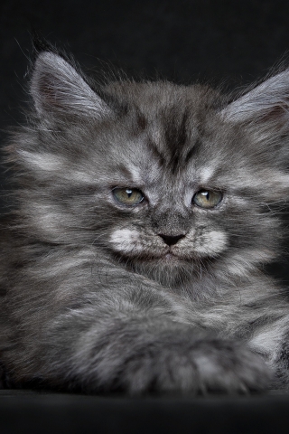 Cute Fluffy Kitten for 320 x 480 iPhone resolution