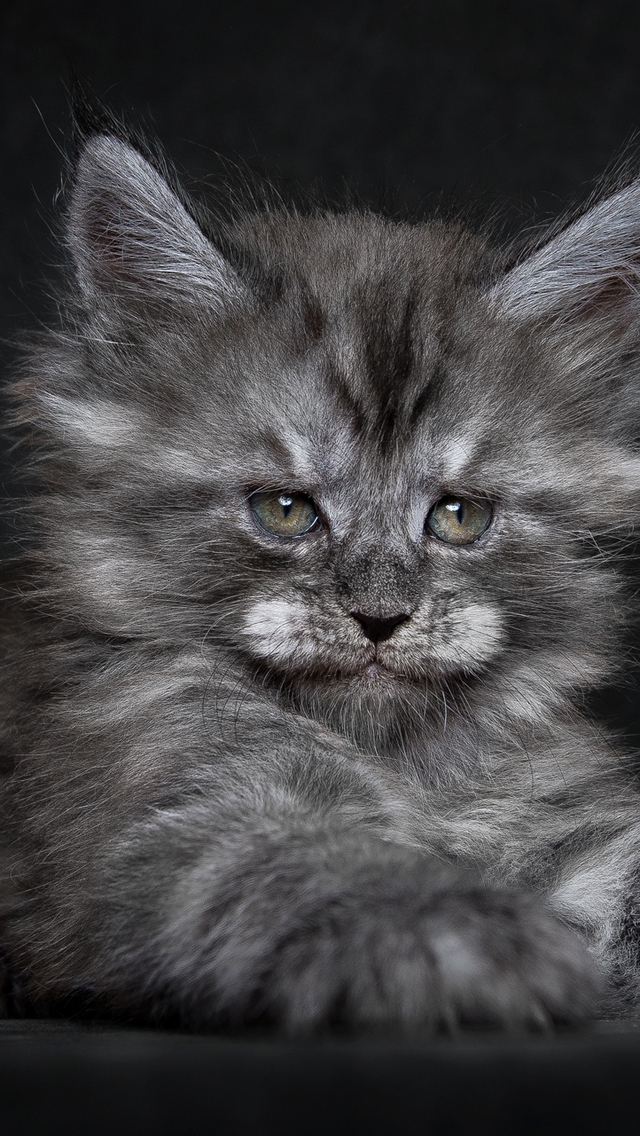 Cute Fluffy Kitten for 640 x 1136 iPhone 5 resolution