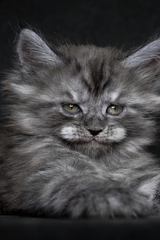Cute Fluffy Kitten for 640 x 960 iPhone 4 resolution