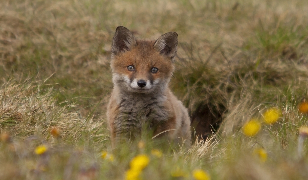 Cute Fox Cub for 1024 x 600 widescreen resolution