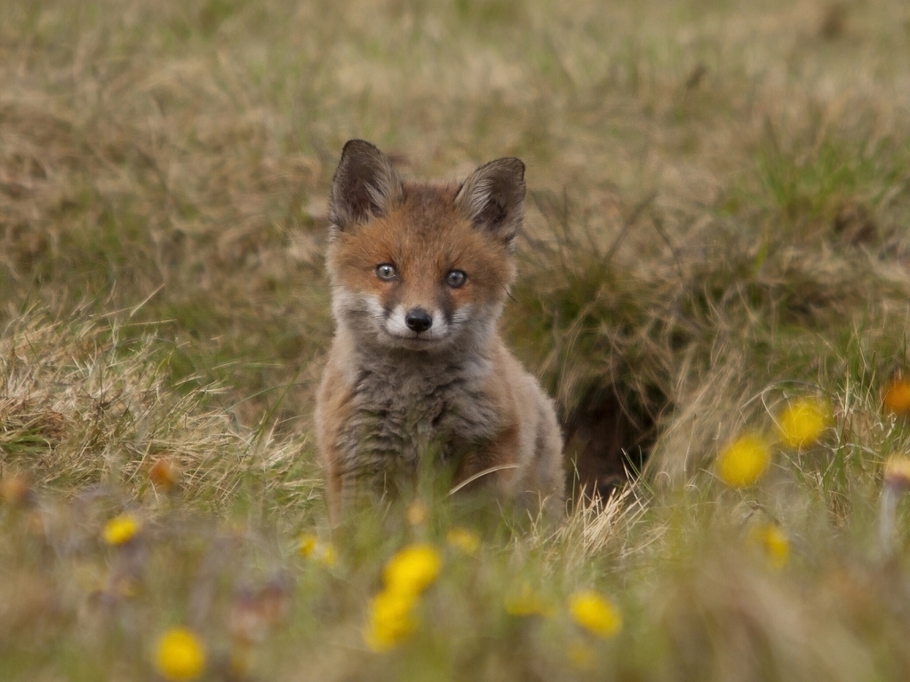 Cute Fox Cub for 1024 x 768 resolution
