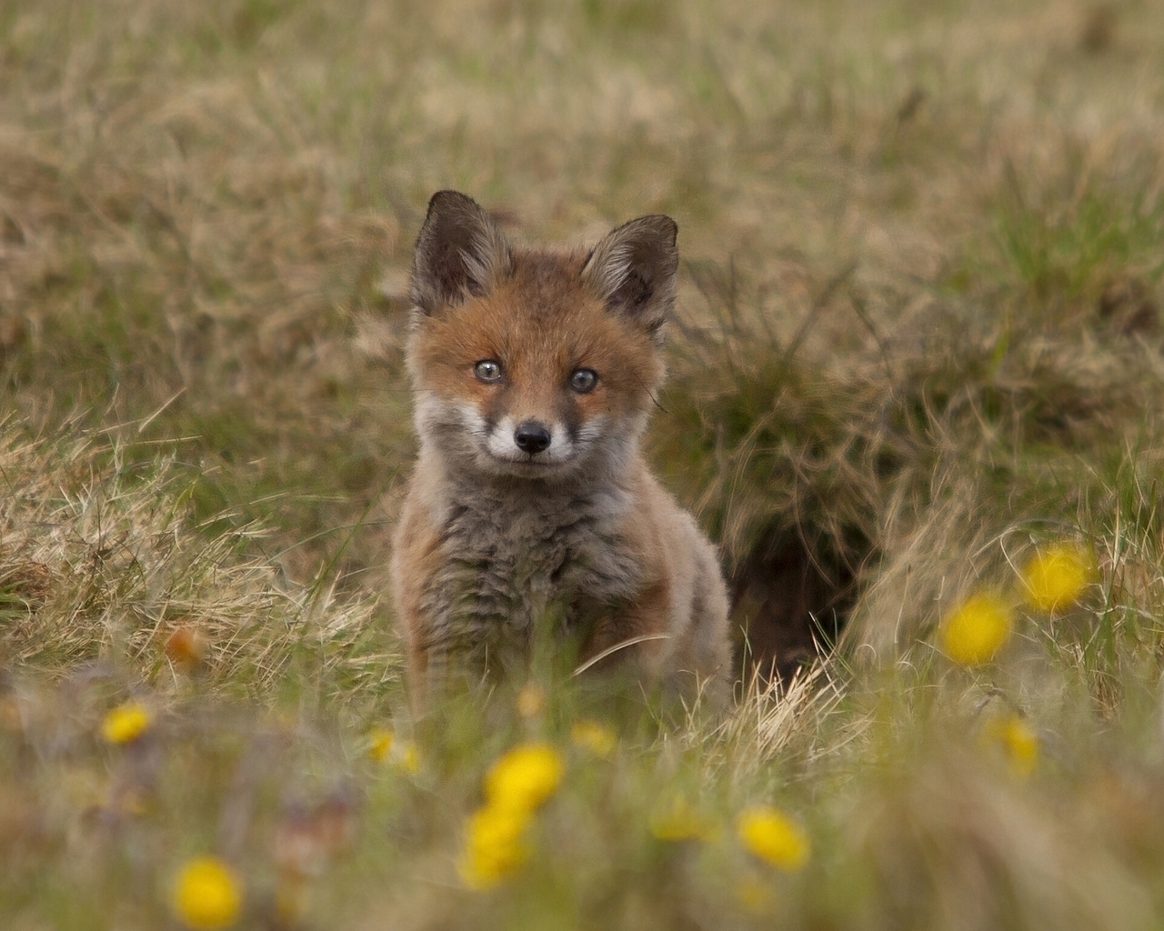 Cute Fox Cub for 1280 x 1024 resolution